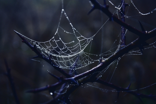 How is Surface Web Intelligence different from Dark Web Intelligence? How is Surface Web Intelligence different from Dark Web Intelligence?